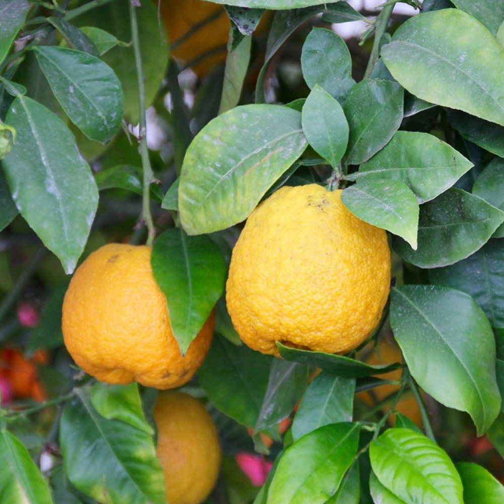 Garden Yuzu Mandarin Graft